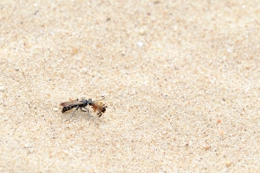 grijze spinnendoder (Pompilus cinereus) 6-2008 0512
